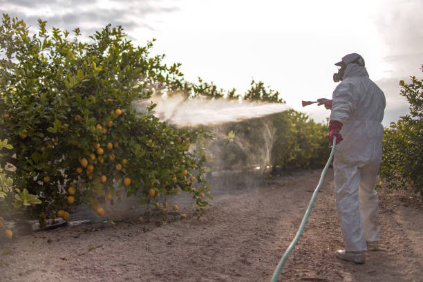 Best Wasp Removal Services  in Oconto, WI