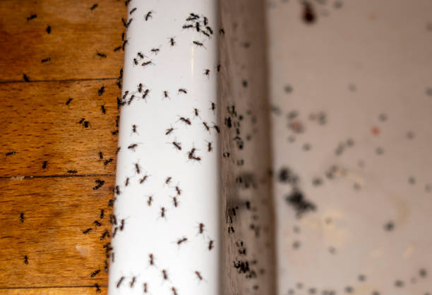 Insect Control in Oconto, WI