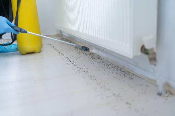 Best Mosquito Control Services  in Oconto, WI